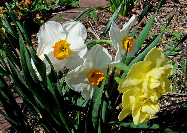 Daffodils