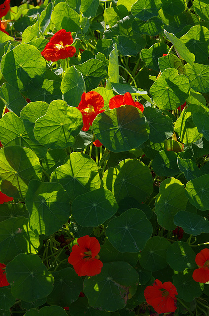 nasturtium