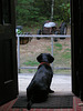 Guard Dog