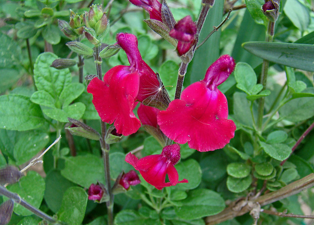 Salvia