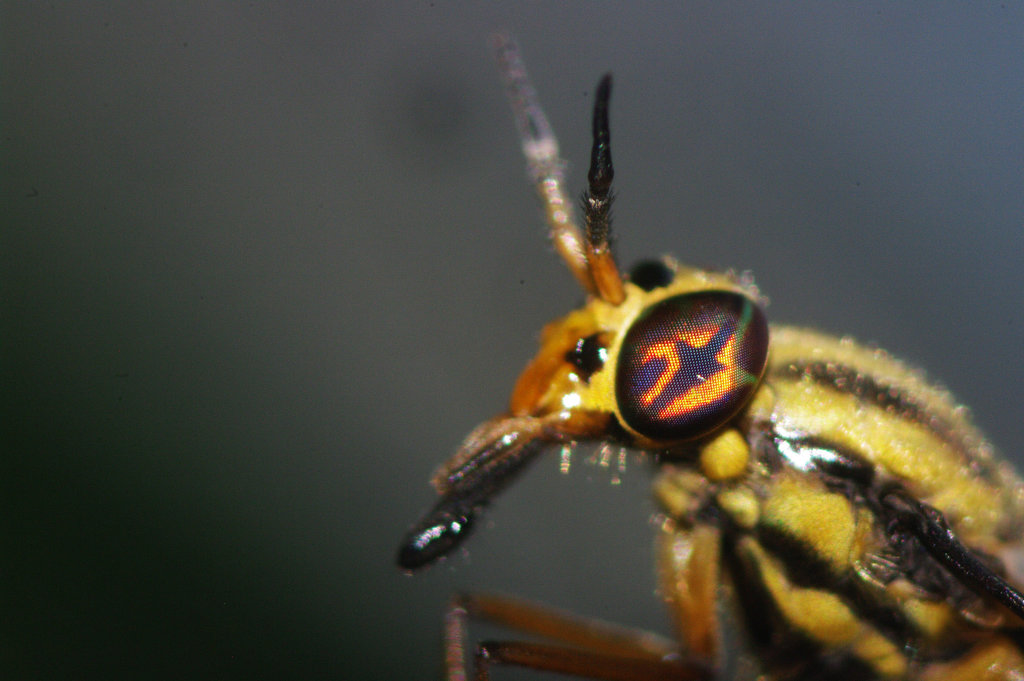 Deer Fly Portrait