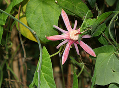 Passiflora sanguinolenta (2)