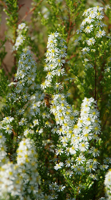 white michaelmas daisy