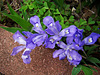 Dwarf Crested Iris