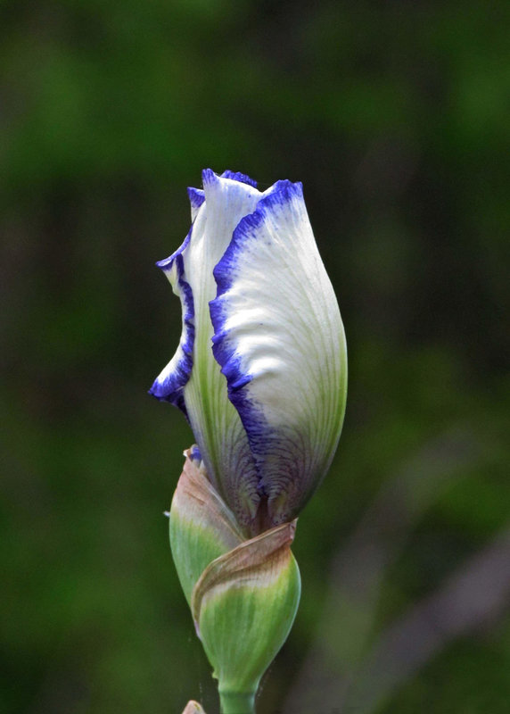 Bearded Iris Bud (A Stitch in Time)