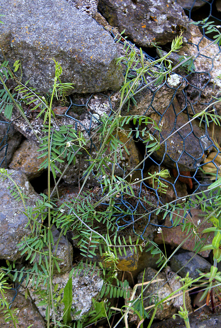 Vicia hirsuta (2)