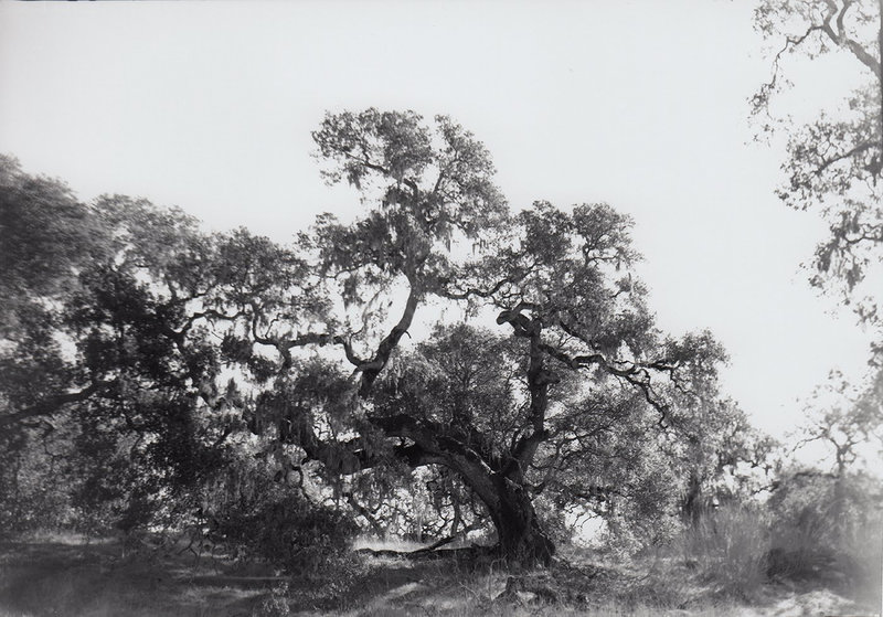 Crane Creek Oak