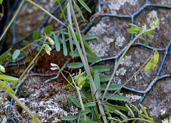 Vicia hirsuta (3)