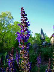 Purple Veronica (aka Speedwell)