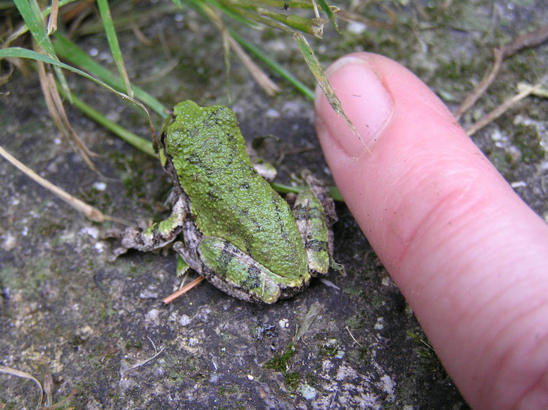 My pinky, for size comparison