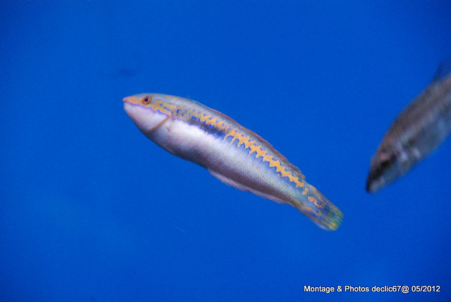 L'aquarium de Barcelone