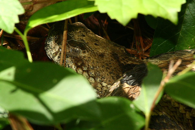 Rattlesnake Portrait