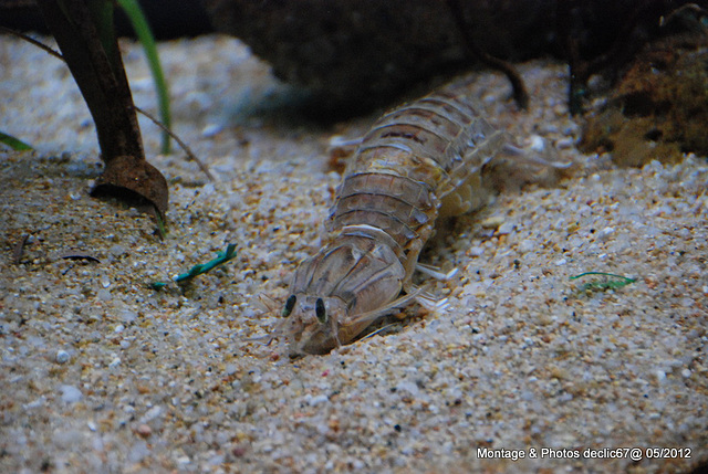 L'aquarium de Barcelone