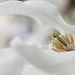 Detail of a Magnolia Stellata Blossom
