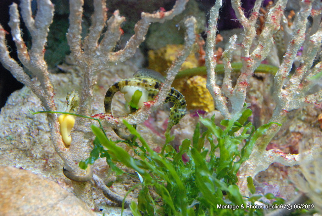 L'aquarium de Barcelone