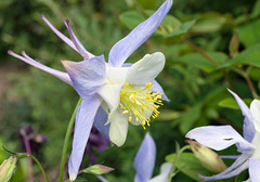 Aquilegia (with little green bug)