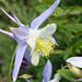 Aquilegia (with little green bug)