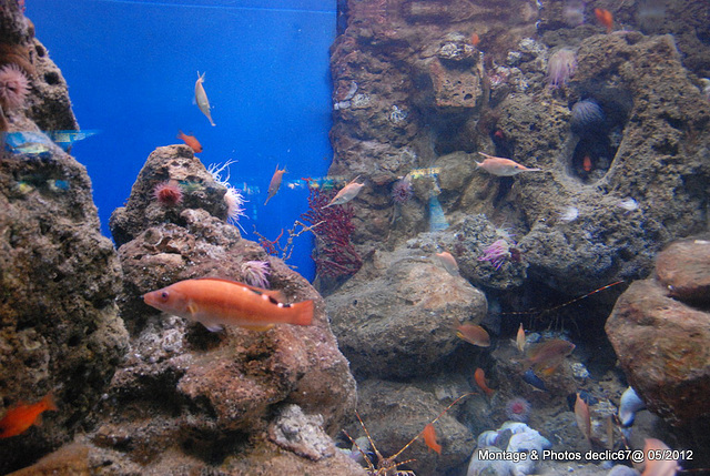 L'aquarium de Barcelone