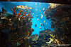 L'aquarium de Barcelone