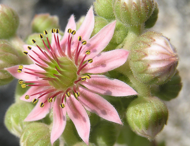 hens n chicks