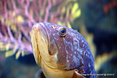 L'aquarium de Barcelone