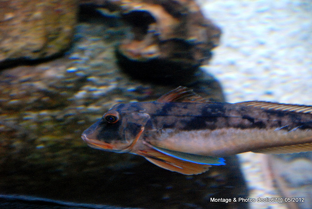 L'aquarium de Barcelone