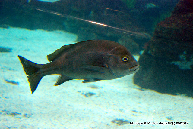 L'aquarium de Barcelone