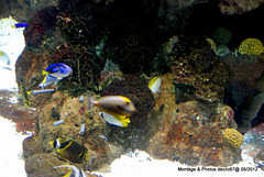 L'aquarium de Barcelone