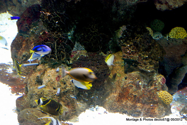 L'aquarium de Barcelone