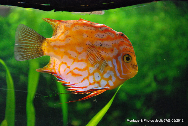 L'aquarium de Barcelone