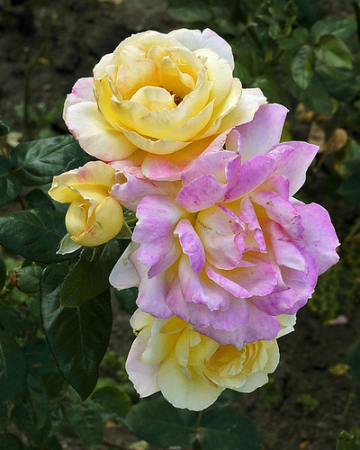 Roses from the North – Botanical Garden, Montréal, Québec