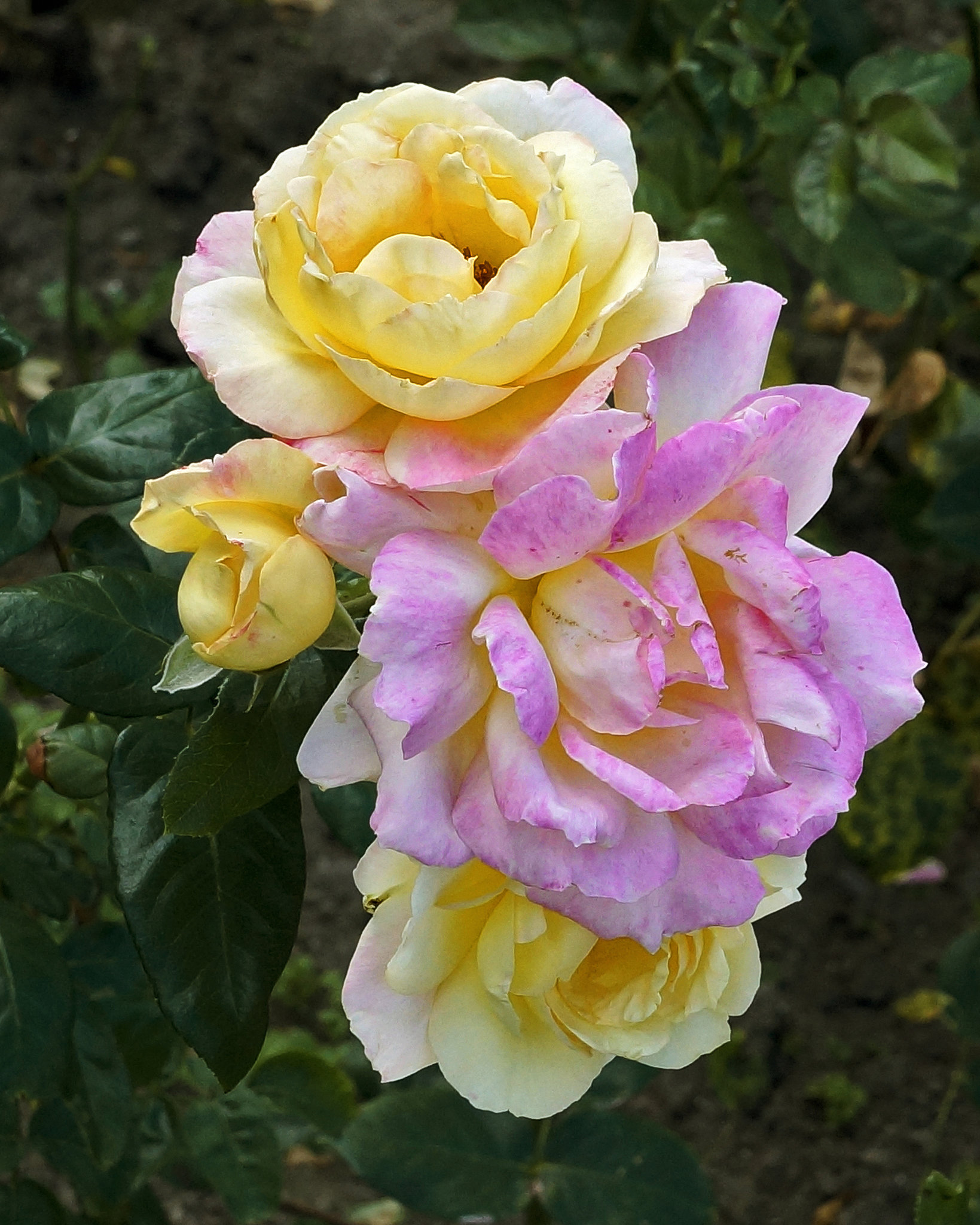 Roses from the North – Botanical Garden, Montréal, Québec
