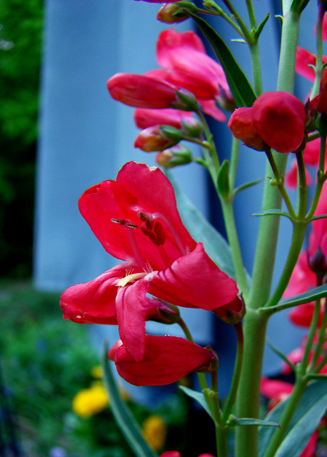 Penstemon 'Riding Hood Red'