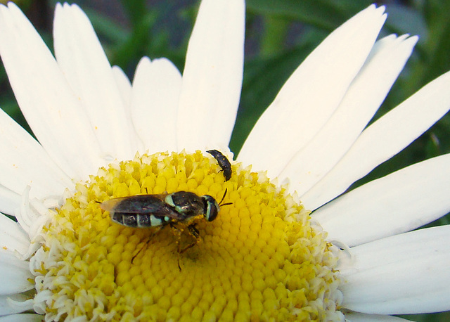 Fly on a Daisy