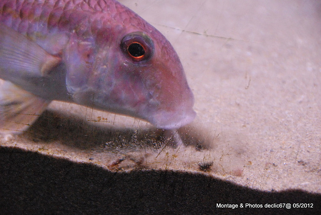 L'aquarium de Barcelone