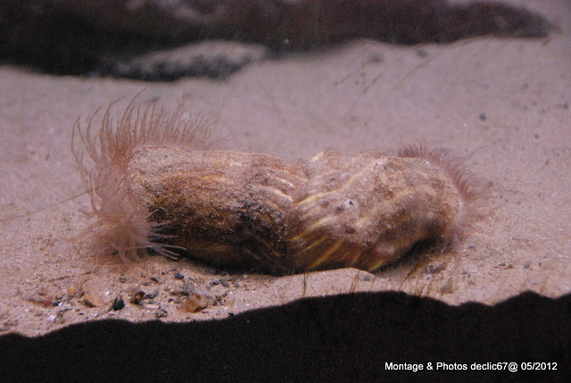 L'aquarium de Barcelone