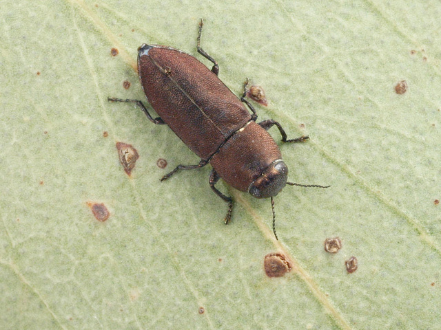 Anilara longicollis, PL1150F