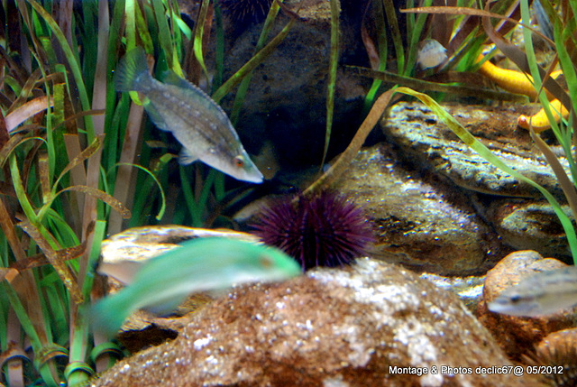 L'aquarium de Barcelone