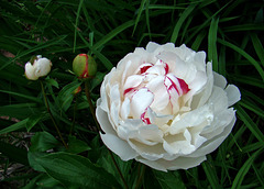 White Peony