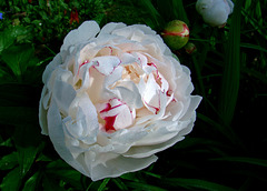 Dew Coated Peony