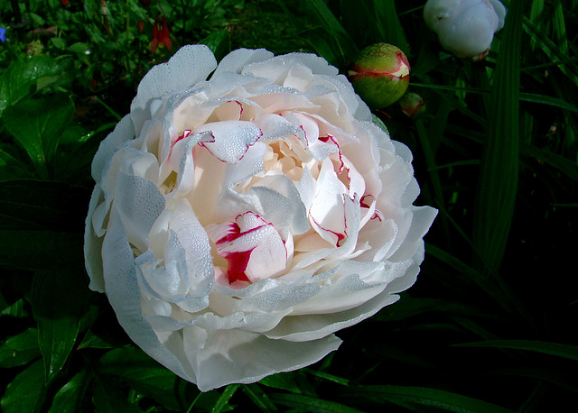 Dew Coated Peony