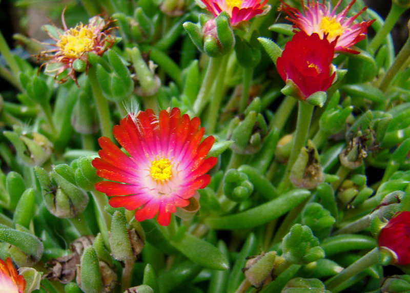 Ice Plant 'Jewel of the Desert Topaz'