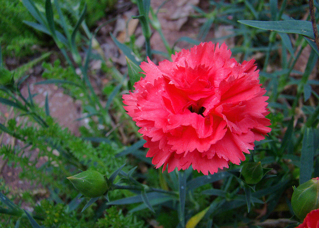 Dianthus