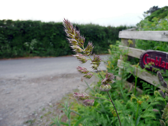 Grass and fence