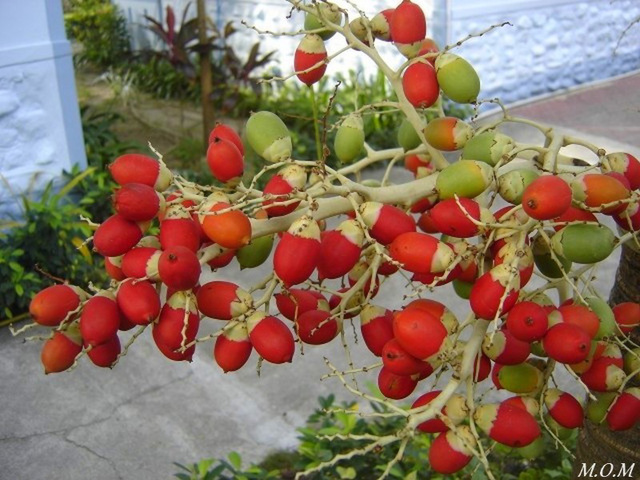 Les fruits d'un palmier.