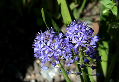 Scilla litardieri (2)