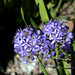 Scilla litardieri (2)