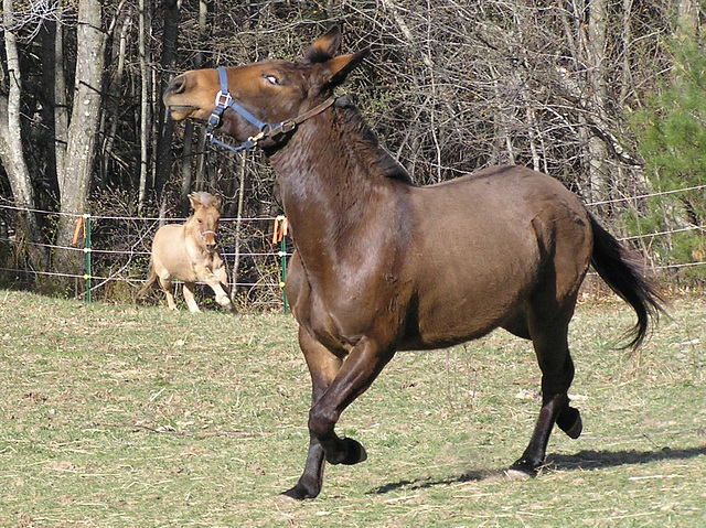 The Moose Trot - Fargo