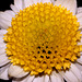 Chrysanthemum Santini