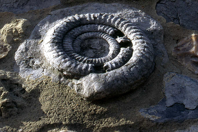 Large Ammonite on the Jurassic Coast